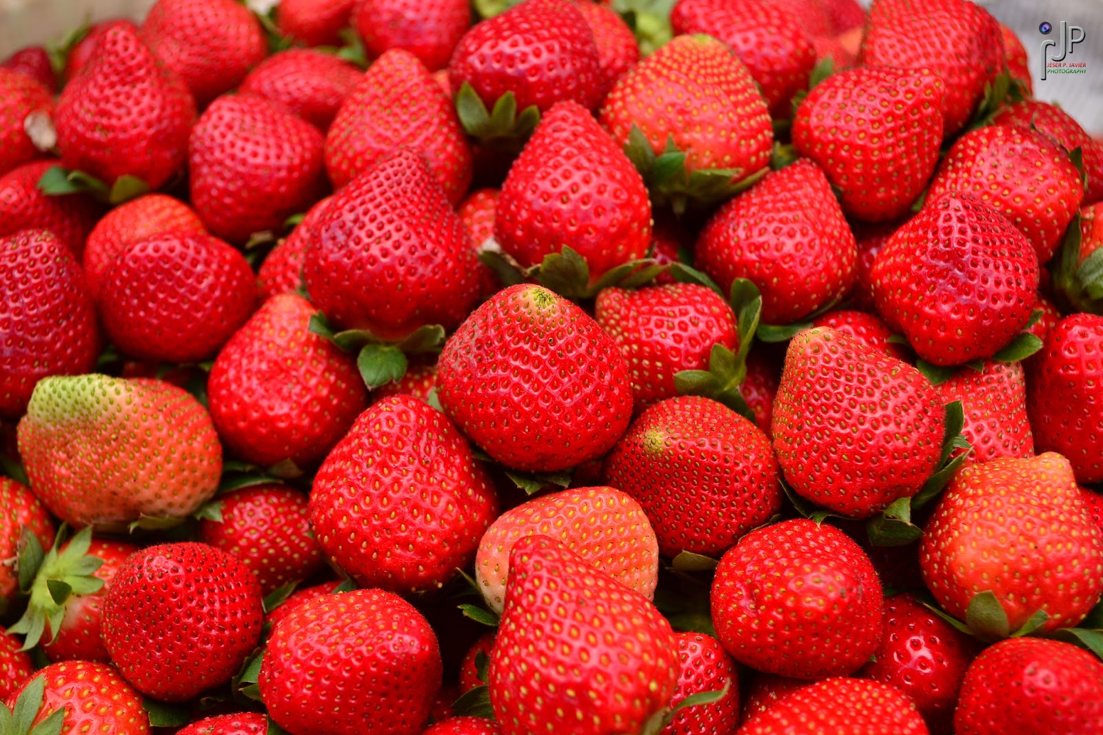 Strawberry Farm