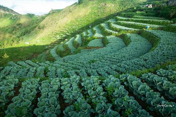 Highland Vegetables